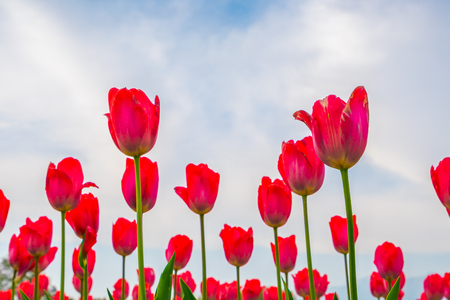 Beautiful bouquet of tulips in spring seasonの写真素材