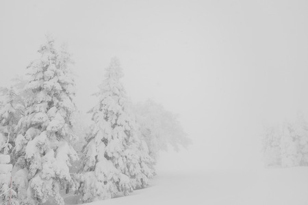Tree covered with snow  on winter storm day in  forest mountainsの写真素材