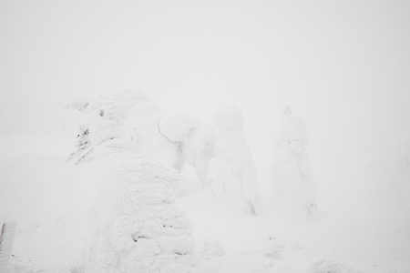 Snow Monsters area Mountain Zao, Japanの写真素材