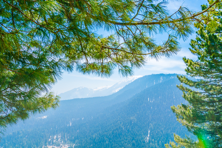 Beautiful tree and snow covered mountains landscape Kashmir state, Indiaの写真素材