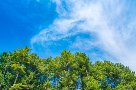 Beautiful pine trees  with blue skyの写真素材