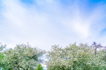 Branch of beautiful white flowerの写真素材