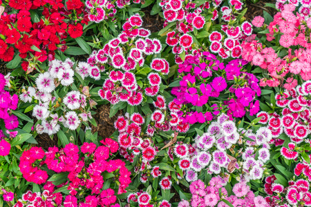 Beautiful flowers background.の写真素材