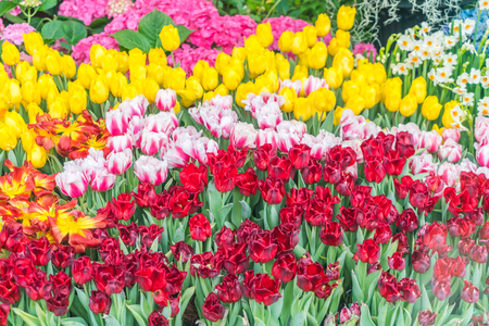 Beautiful flowers background.の写真素材