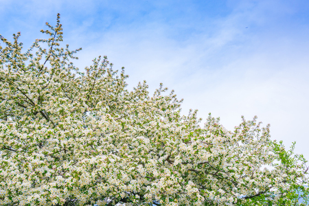 Branch of beautiful white flowerの写真素材