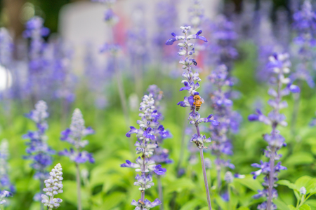 Beautiful flowers background.の写真素材