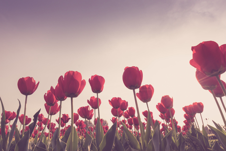 Beautiful bouquet of tulips in spring season ( Filtered image processed vintage effect. )の写真素材
