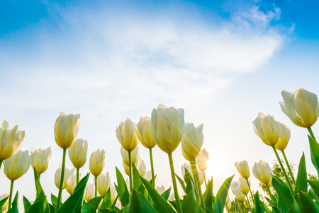 Beautiful bouquet of tulips in spring seasonの写真素材