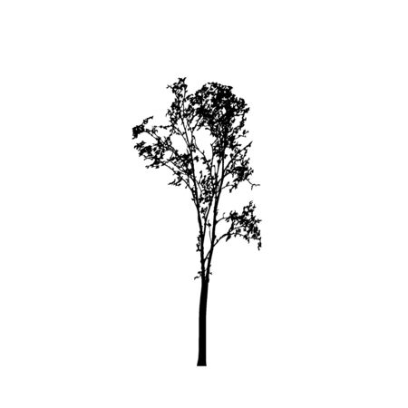 Tree silhouettes on white background. Vector illustration design.のイラスト素材