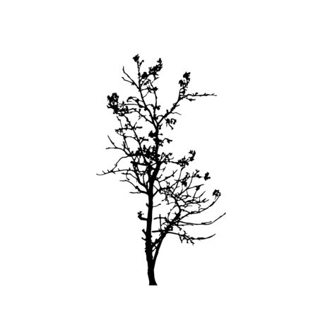 Tree silhouettes on white background. Vector illustration design.のイラスト素材