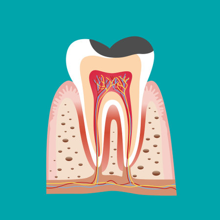 Dentist holding instruments and examining patient teeth. Teeth examination dentistry concept.Â のイラスト素材