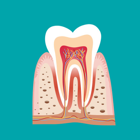 Dentist holding instruments and examining patient teeth. Teeth examination dentistry concept.Â のイラスト素材