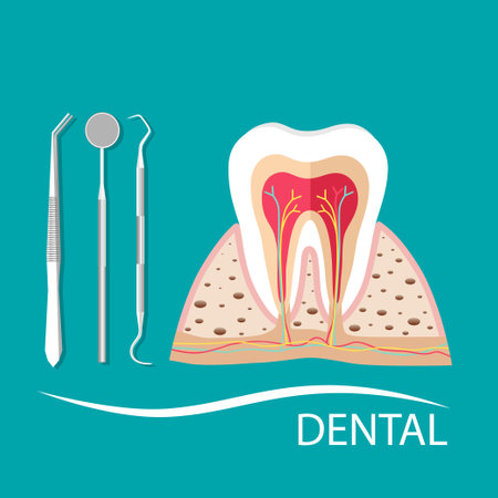 Dental instruments and Tooth. Teeth examination dentistry concept.Â のイラスト素材