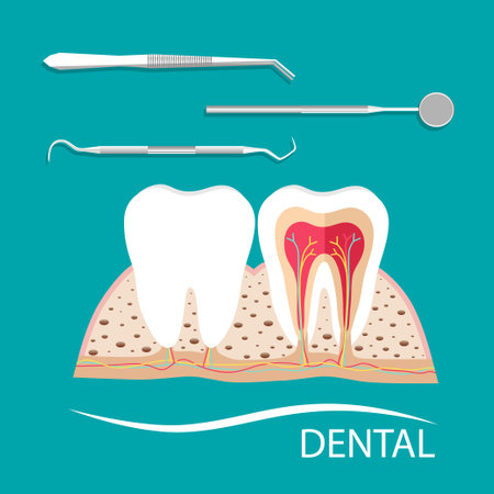 Dental instruments and Tooth. Teeth examination dentistry concept.Â のイラスト素材