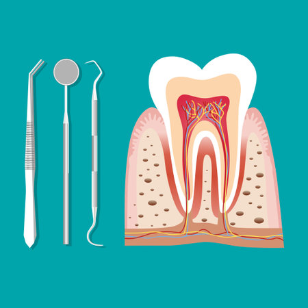 Dental instruments and Tooth. Teeth examination dentistry concept.Â のイラスト素材
