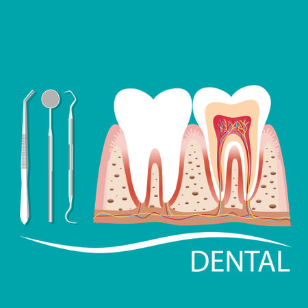 Dental instruments and Tooth. Teeth examination dentistry concept.Â のイラスト素材