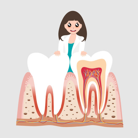 Dentist and Human teeth. Dental care background. Vector illustrationのイラスト素材