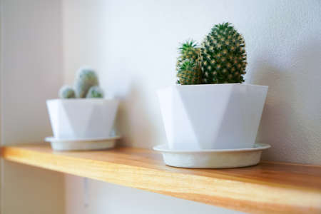 Cactus on white background.の写真素材