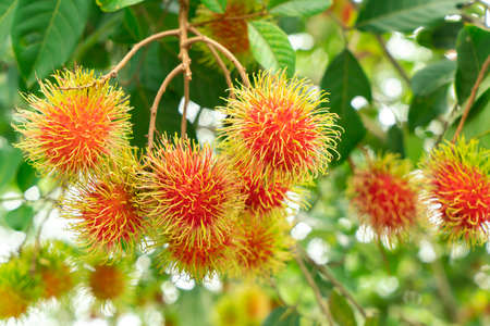 Fresh and ripe rambutan with leaves, Rambutan fruit on the tree.の写真素材