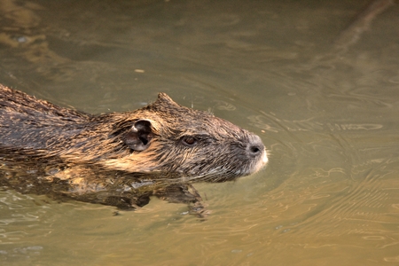 Nutria swimmingの写真素材