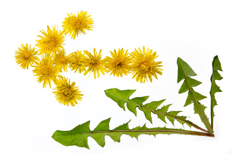 dandelion arrowの写真素材