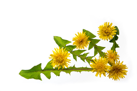 dandelionの写真素材