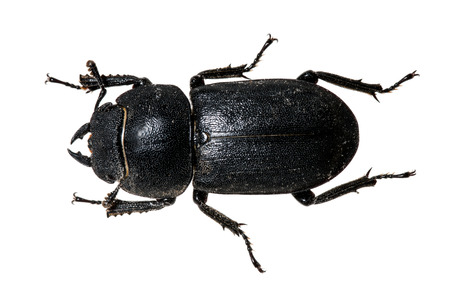 Tenebrionid Beetleの写真素材