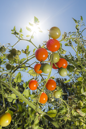 Tomatoes in the sunshineの写真素材