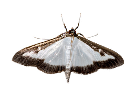 cydalima perspectalisの写真素材