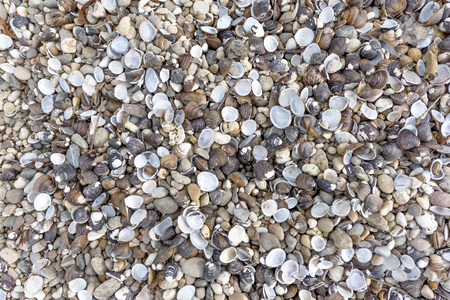 Mussels on the riverbank as a backgroundの写真素材