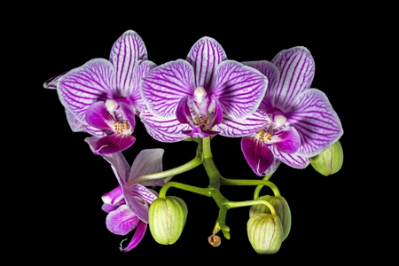Phalaenopsis orchid with flowers on black backgroundの写真素材