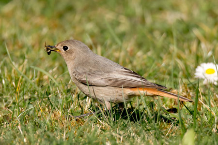 Redstart with an insect in its beakの写真素材
