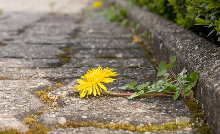 Dandelion growing on the roadsideの写真素材