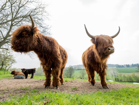 Scottish highland cattle on a pasture
