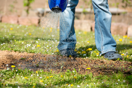Pouring a garden bed with a watering canの写真素材