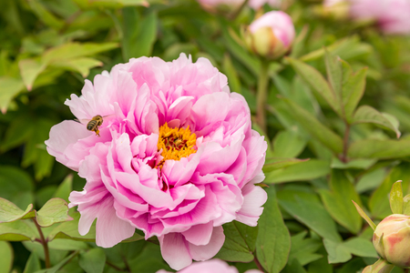 Shrub peonies with pink flowersの写真素材