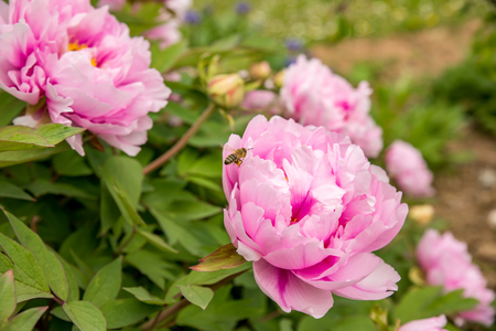 Shrub peonies with pink flowersの写真素材