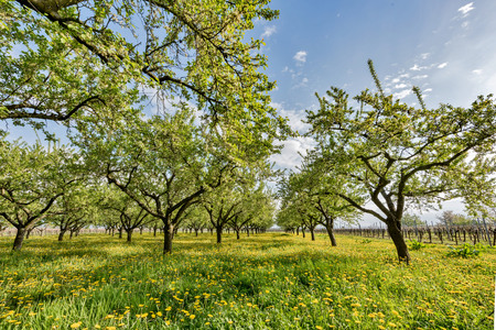 Fruit plantation in the sun setting with flowering dandelionの写真素材