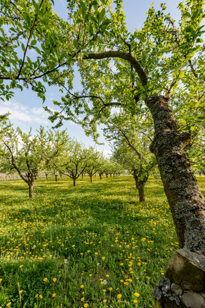 Fruit plantation in the sun setting with flowering dandelionの写真素材