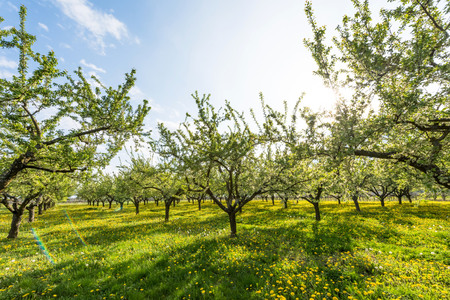 Fruit plantation in the sun setting with flowering dandelionの写真素材
