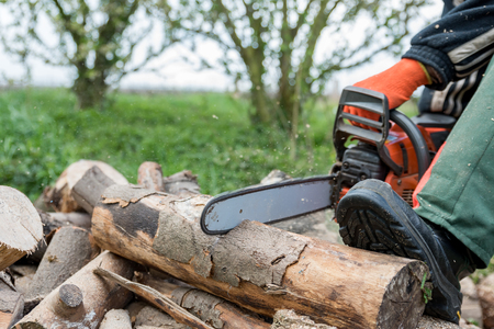 Firewood saws with a chainsawの写真素材