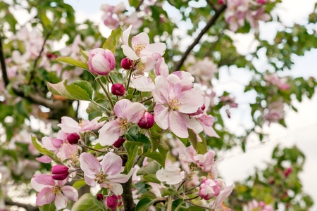 Blossoming apple tree branch in springの写真素材