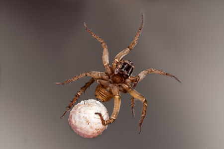 Spider with eggs on gray backgroundの写真素材