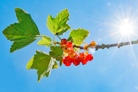 Currants against a blue sky in the backlightの写真素材