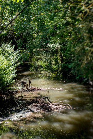 Small stream flows through a fairy forest