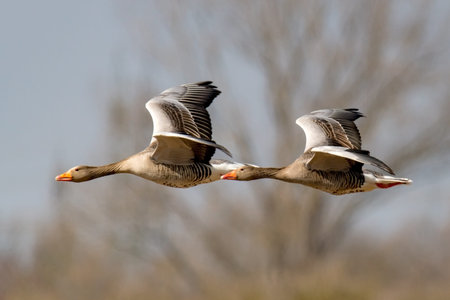 Two gray geese flying in a row in front of blue skyの写真素材