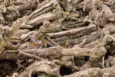 Old ripped vines confused on top of each other as a backgroundの写真素材