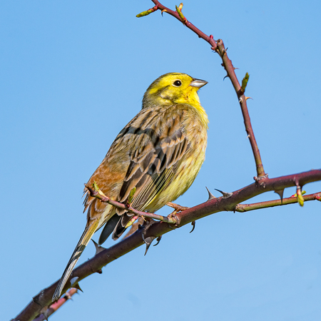 Yellowhammer sits on a thorn branch against a blue backgroundの写真素材