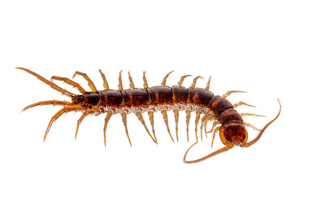Closeup of a red-brown centipede isolated on whiteの写真素材