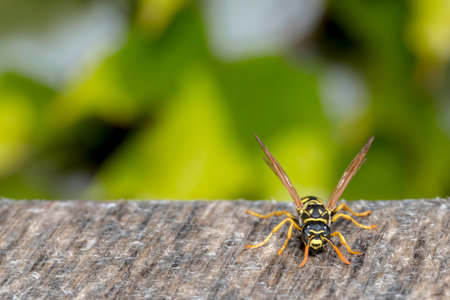 Green Blurred Background with a Wasp in the foreground and copy-space
